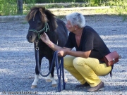 Psychotherapie mit Minipferden