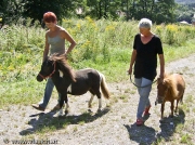 Psychotherapie mit Minipferden