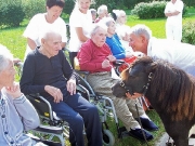 Besuch der Minipferde in der Seniorenpension in Lockenhaus