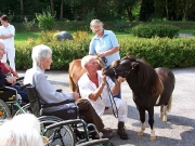 Besuch der Minipferde in der Seniorenpension in Lockenhaus