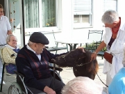 Besuch der Minipferde in der Seniorenpension in Lockenhaus