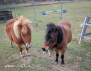 Therapie mit Minipferden | Elisabeth Vlasich