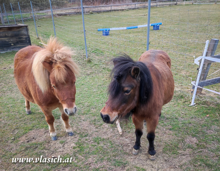 Therapie mit Minipferden | Elisabeth Vlasich