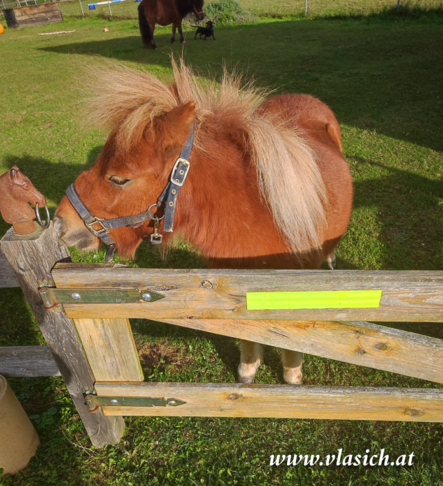 Therapie mit Minipferden | Elisabeth Vlasich