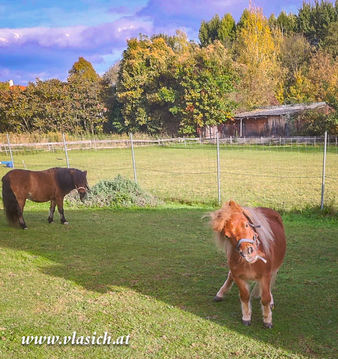 Therapie mit Minipferden | Elisabeth Vlasich