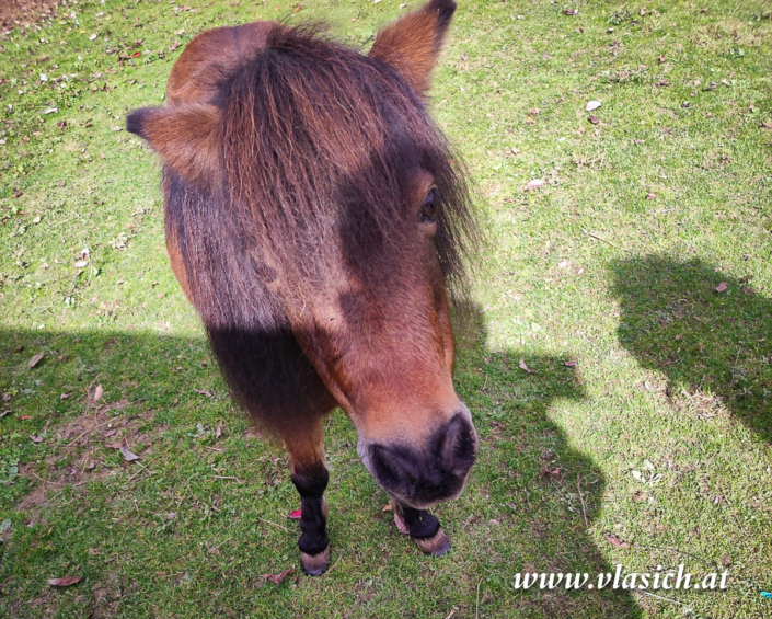 Therapie mit Minipferden | Elisabeth Vlasich