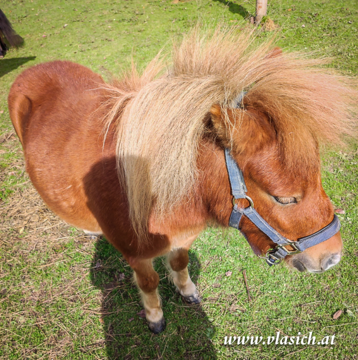 Therapie mit Minipferden | Elisabeth Vlasich