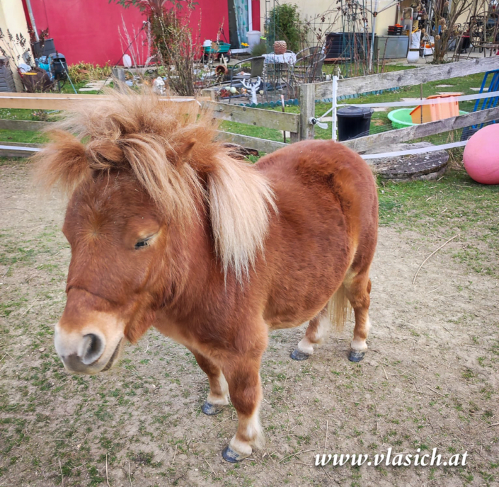 Therapie mit Minipferden | Elisabeth Vlasich