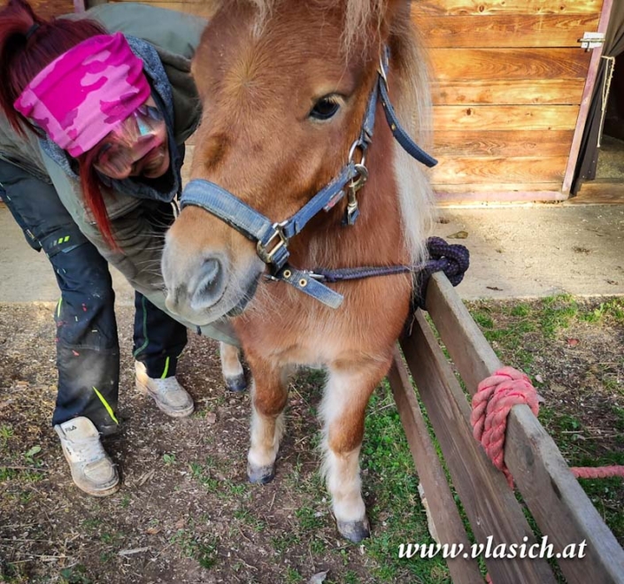 Therapie mit Minipferden | Elisabeth Vlasich