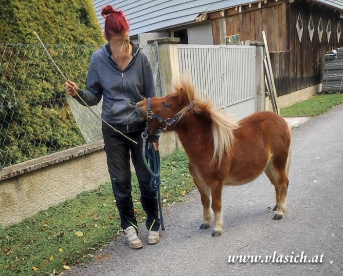 Therapie mit Minipferden | Elisabeth Vlasich