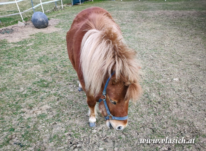 Therapie mit Minipferden | Elisabeth Vlasich