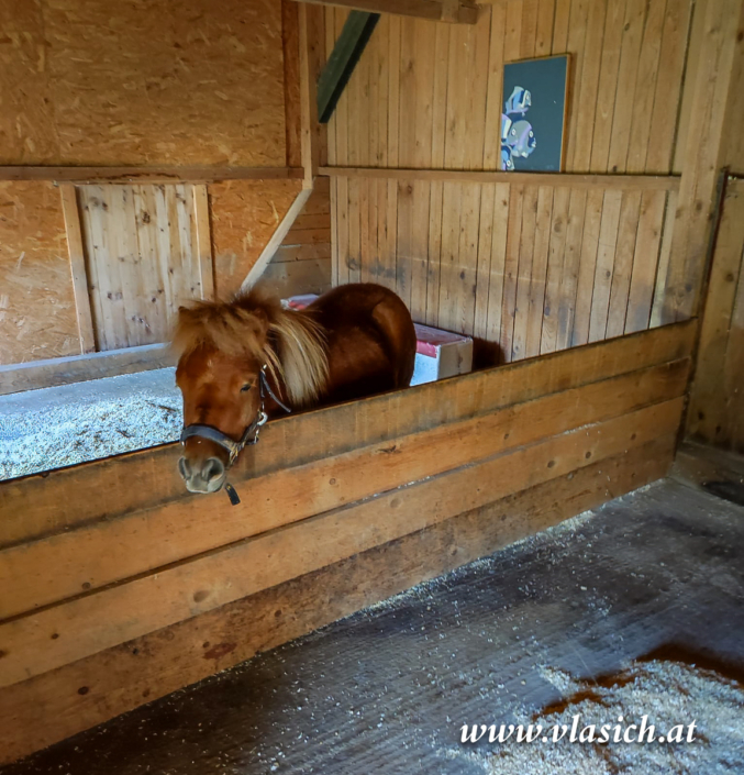 Therapie mit Minipferden | Elisabeth Vlasich